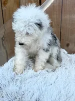 Nitro, a male Sheepadoodle for sale in Bowling Green, KY – 6 of 7