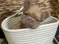 Cashmere, a female French Bulldog for sale in Bowling Green, KY – 6 of 8