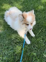 Otto, a male Pomsky for sale in Bowling Green, KY – 3 of 7