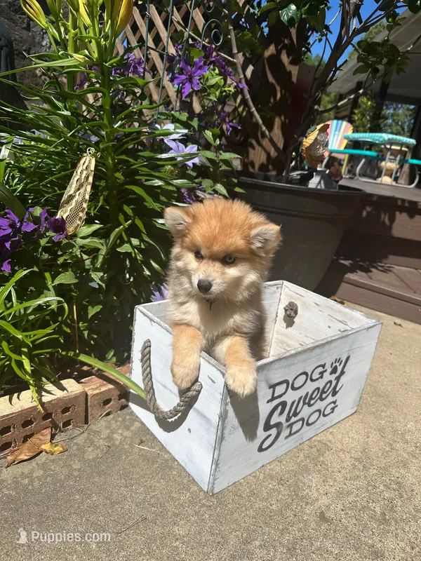 Reese – Pomsky puppy for sale in Bowling Green, KY