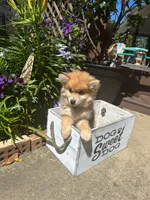 Reese, a male Pomsky for sale in Bowling Green, KY – 4 of 9