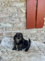 Leo, a male Cavapoo for sale in Bowling Green, KY – 6 of 8