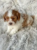 Enox, a male Cavapoo for sale in Bowling Green, KY – Photo 3 of 5
