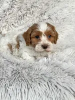 Enox, a male Cavapoo for sale in Bowling Green, KY – Photo 4 of 5