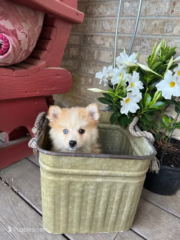 Hailey – Pomsky puppy for sale in Bowling Green, KY