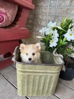 Hailey, a female Pomsky for sale in Bowling Green, KY – 1 of 7