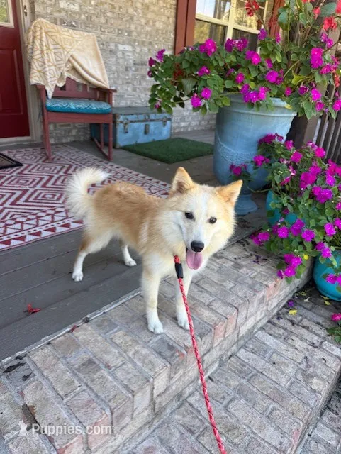 Hunter – Pomsky puppy for sale in Bowling Green, KY