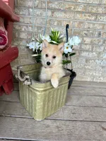 Hunter, a male Pomsky for sale in Bowling Green, KY – 5 of 7