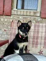 Harley, a female Pomsky for sale in Bowling Green, KY – 4 of 7