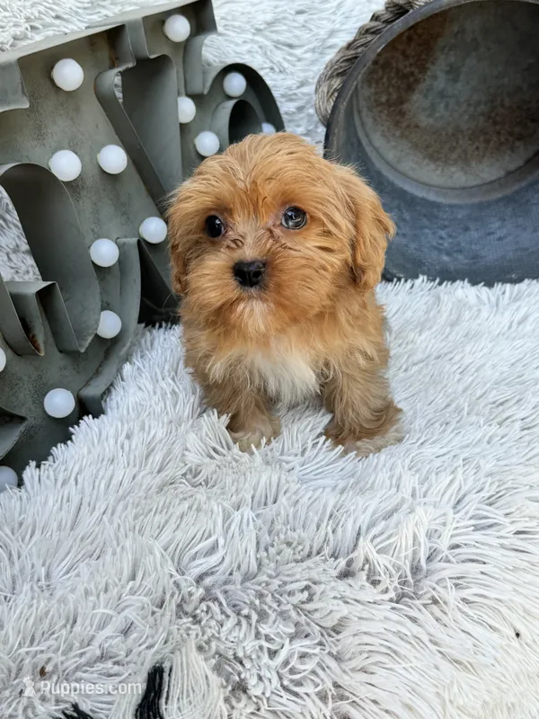 Ava – Cavapoo puppy for sale in Bowling Green, KY