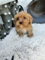 Ava, a female Cavapoo for sale in Bowling Green, KY – 1 of 10