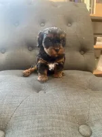 Mika, a female Cavapoo for sale in Bowling Green, KY – 5 of 7