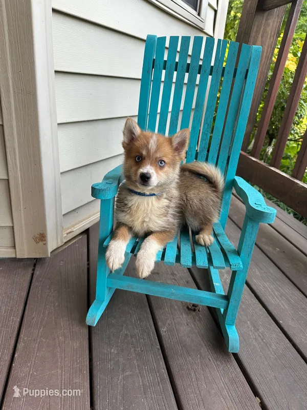 Hugo – Pomsky puppy for sale in Bowling Green, KY