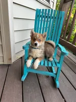 Hugo, a male Pomsky for sale in Bowling Green, KY – 3 of 6