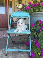 Aspen, a female Pomsky for sale in Bowling Green, KY – 7 of 7