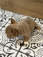 Butterscotch, a male French Bulldog for sale in Bowling Green, KY – 3 of 10