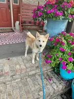 Hunter, a male Pomsky for sale in Bowling Green, KY – 5 of 7