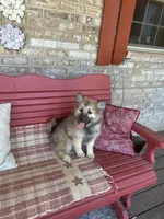 Raner, a male Pomsky for sale in Bowling Green, KY – 5 of 5
