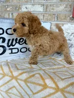 Remi, a male Cavapoo for sale in Bowling Green, KY – 5 of 5