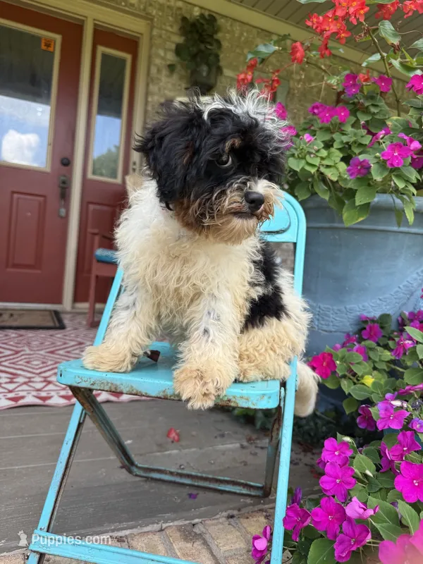 Bonnie – Miniature Bernedoodle puppy for sale in Bowling Green, KY