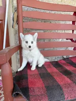 Abby, a female Pomsky for sale in Bowling Green, KY – 3 of 5