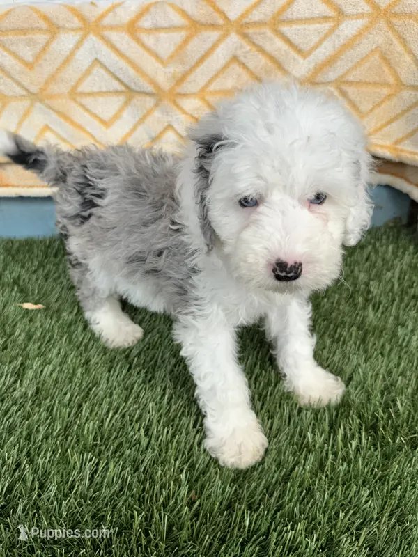 Nitro – Sheepadoodle, Miniature Bernedoodle puppy for sale in Bowling Green, KY
