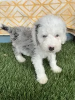 Nitro, a male Miniature Bernedoodle for sale in Bowling Green, KY – 2 of 4