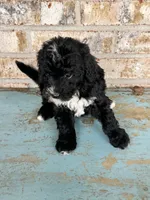 Star, a female Sheepadoodle and Miniature Bernedoodle for sale in Bowling Green, KY – 3 of 6