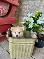 Hailey, a female Pomsky for sale in Bowling Green, KY – 6 of 7