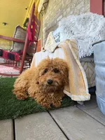 Jewels, a female Miniature Labradoodle for sale in Bowling Green, KY – 2 of 6