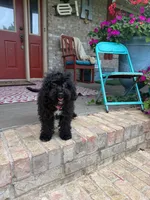 Lizzy, a female Cavapoo for sale in Bowling Green, KY – 3 of 5