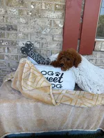 Jenny, a female Miniature Labradoodle for sale in Bowling Green, KY – 2 of 5