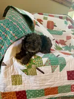 Leo, a male Cavapoo for sale in Bowling Green, KY – 3 of 8