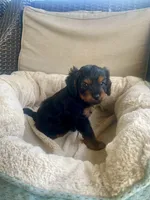 Milo, a male Cavapoo for sale in Bowling Green, KY – 5 of 7
