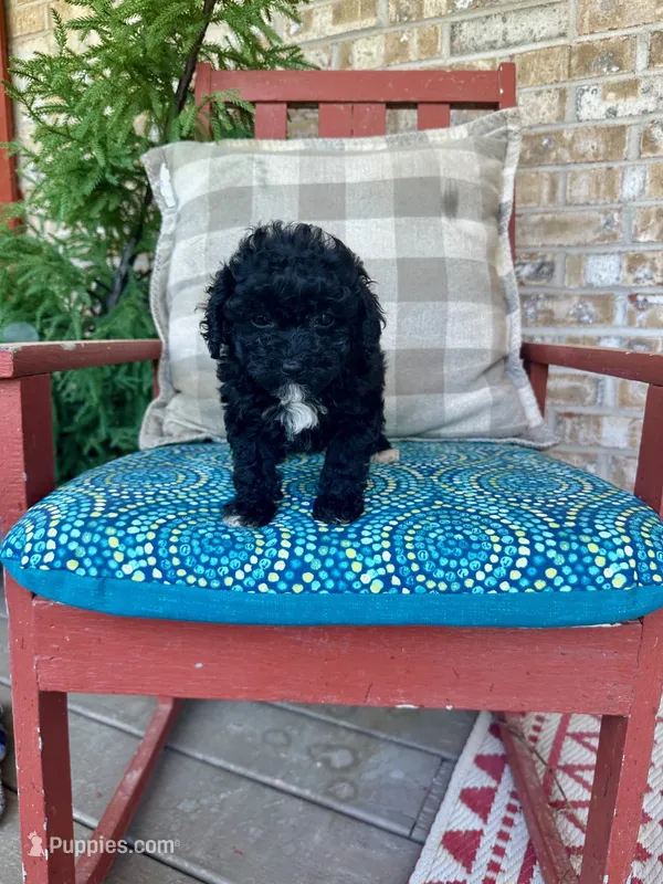 Lizzy – Cavapoo puppy for sale in Bowling Green, KY