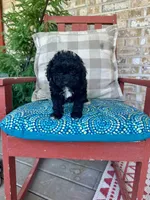 Lizzy, a female Cavapoo for sale in Bowling Green, KY – 3 of 5