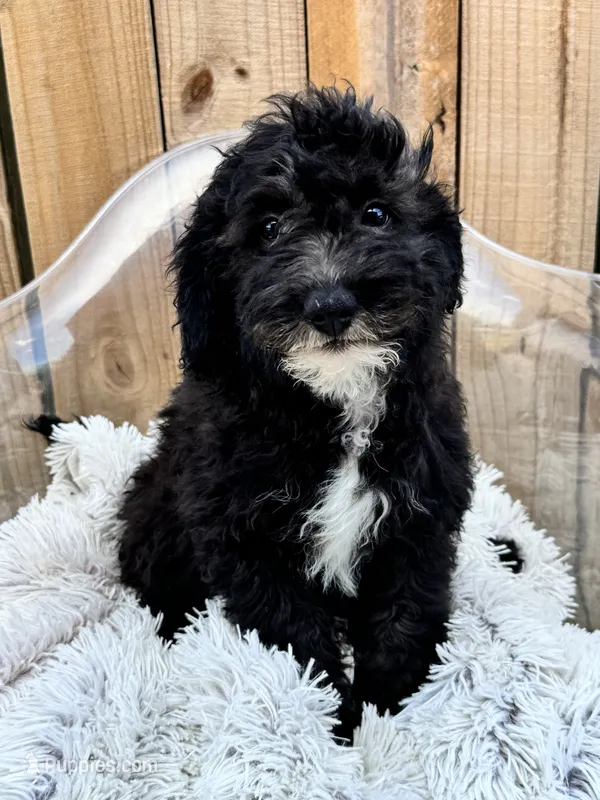 Nico – Miniature Bernedoodle puppy for sale in Bowling Green, KY