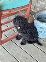 Eliza, a female Cavapoo for sale in Bowling Green, KY – 4 of 5