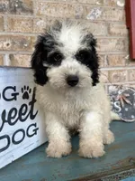 Beau, a male Miniature Bernedoodle for sale in Bowling Green, KY – 5 of 8