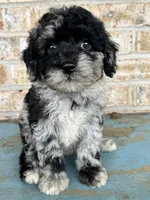 Shadow, a female Bernedoodle for sale in Bowling Green, KY – 3 of 5