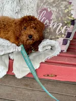Hurly, a male Miniature Labradoodle for sale in Bowling Green, KY – Photo 1 of 4