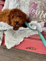 Hurly, a male Miniature Labradoodle for sale in Bowling Green, KY – Photo 3 of 4