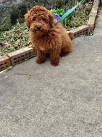 Hurly, a male Miniature Labradoodle for sale in Bowling Green, KY – Photo 4 of 4