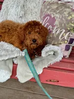 Hurly, a male Miniature Labradoodle for sale in Bowling Green, KY – Photo 2 of 4