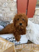 Jenny, a female Miniature Labradoodle for sale in Bowling Green, KY – 1 of 5