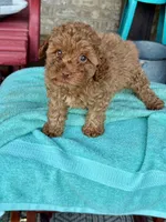 Ellie, a female Cavapoo for sale in Bowling Green, KY – 4 of 4