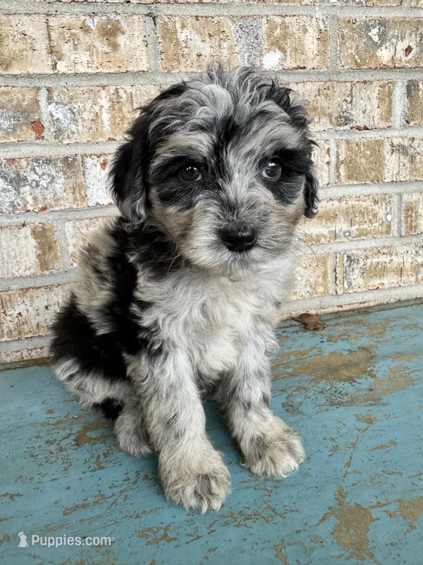 Sierra – Bernedoodle puppy for sale in Bowling Green, KY