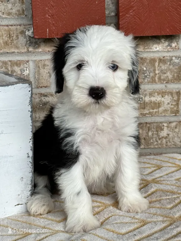 Norris – Miniature Bernedoodle puppy for sale in Bowling Green, KY