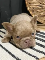 Butterscotch, a male French Bulldog for sale in Bowling Green, KY – 7 of 10