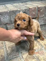 River, a female Cavapoo for sale in Bowling Green, KY – 7 of 8